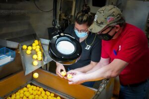 Bridgestone Boosts Golf Ball Manufacturing