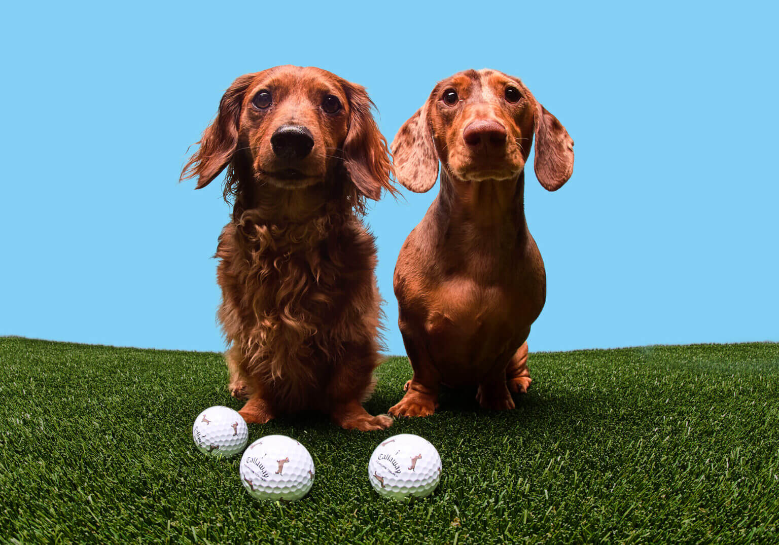 Callaway Stretches Out National Dog Month with Chrome Tour Small Dog ...