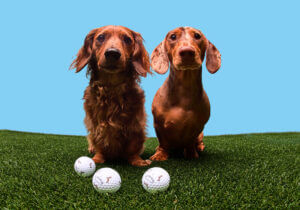 Callaway Stretches Out National Dog Month with Chrome Tour Small Dog Dachshund Edition