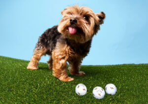 Callaway Gets Precious With Chrome Tour Small Dog Yorkie Edition